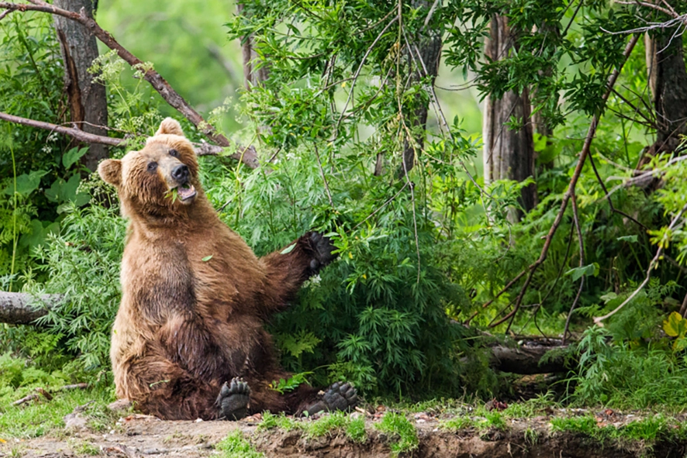 Хозяин леса. 10 очень красивых фотографий бурого медведя
