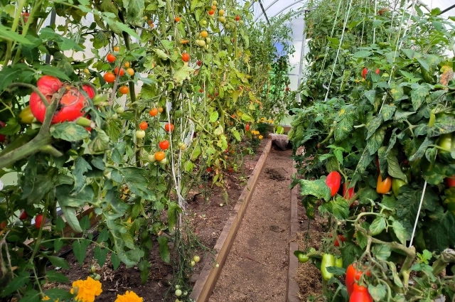 Если у вас есть теплица, то уже можете сеять рассаду некоторых культур.