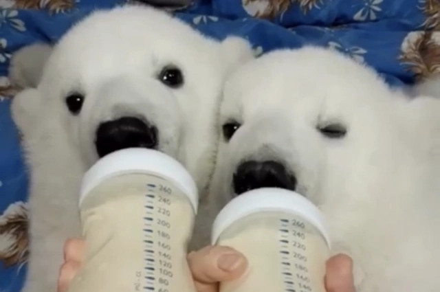 Белых медвежат Ермака и Аврору кормили строго по часам трое сотрудниц зоопарка Геленджика