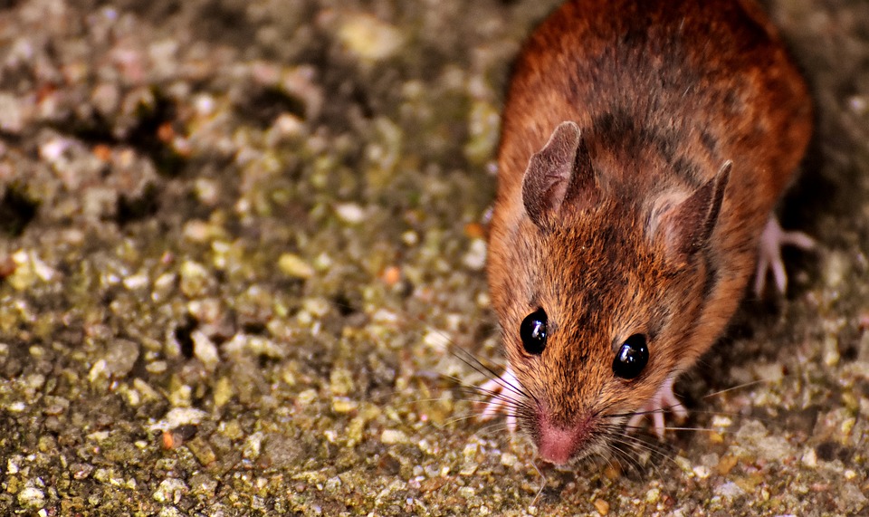 В этом году ожидается большой выход мышей. 
