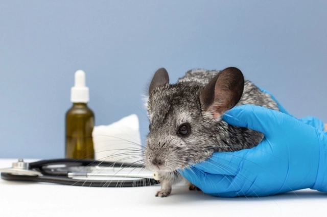 Шиншиллам имплантировали коллагеновую барабанную перепонку.