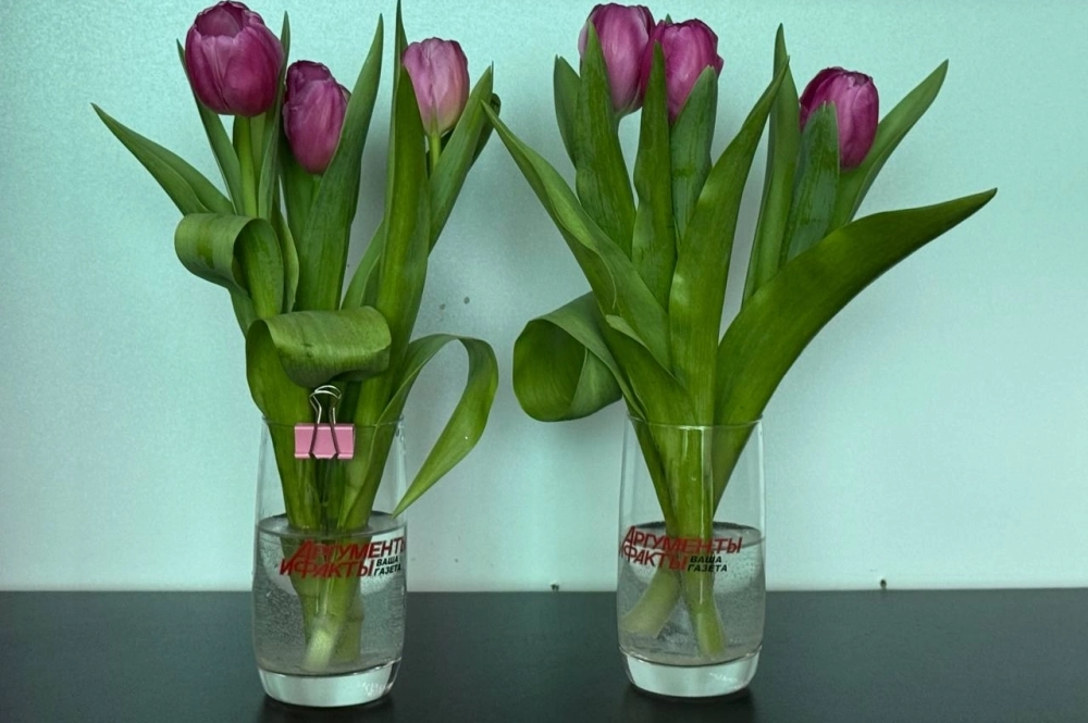 Первый день эксперимента —тюльпаны ещё свежие.
