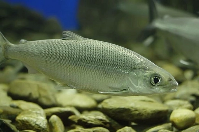 Снизить популярность омуля можно, расширив искусственное воспроизводство сиговых рыб, в том числе и пеляди, говорят эксперты.