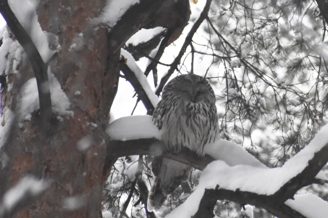 В Черняевском лесу можно увидеть сов. 