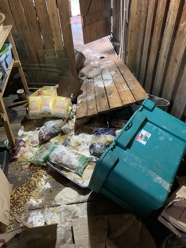 Медведь устроил погром в холодной.