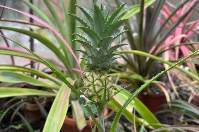 Ананасы и сейчас можно встретить в ботанических садах и оранжереях.