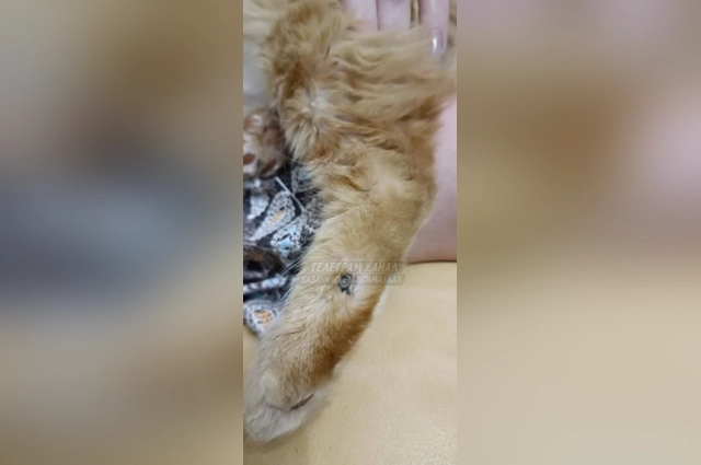 В теле кошек находили пули.