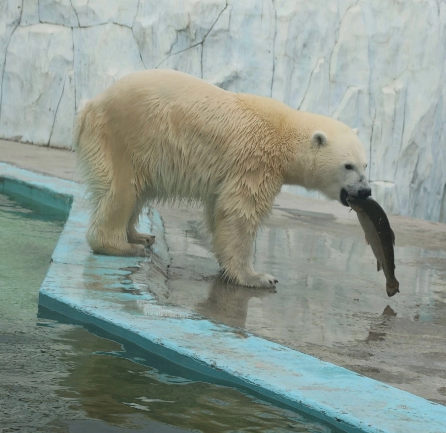 Спокойный и осторожный нрав Вилюя заметили ещё в якутском зоопарке