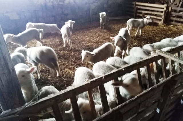 Зимой в овцеводческих хозяйствах идёт окотная кампания.