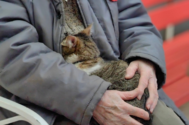 Кота зовут Ёсик. Он ведет себя спокойно, несмотря на скопление людей. 