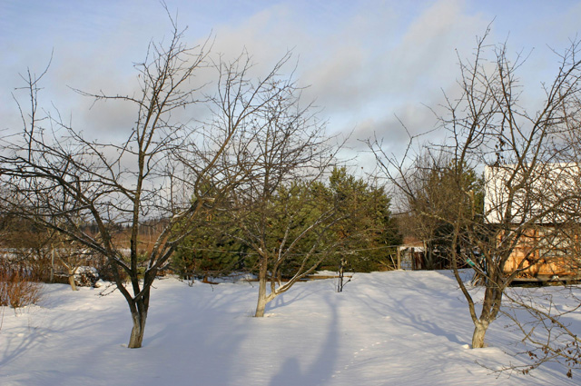 Зима, плодовые деревья