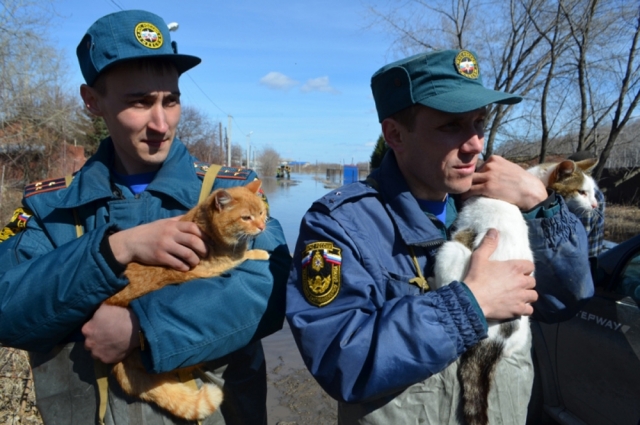 Спасатели эвакуировали и домашних животных.