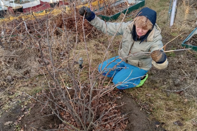 Если участок оформлен как садоводческий, то хочешь-не хочешь, а заниматься огородными делами придётся. 