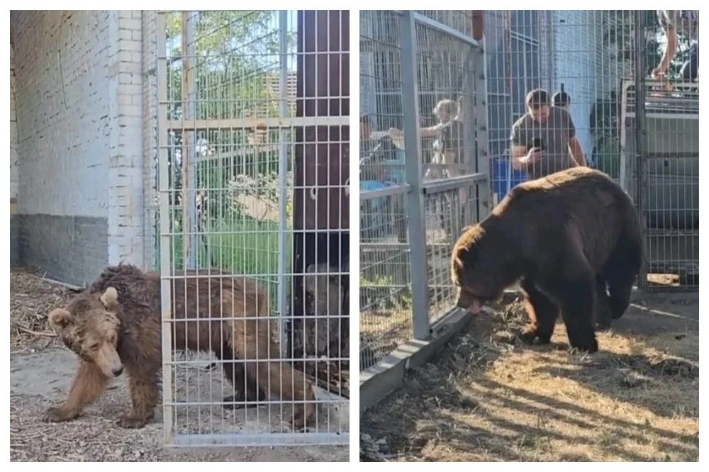 Медведей выпустили в новые вальеры.