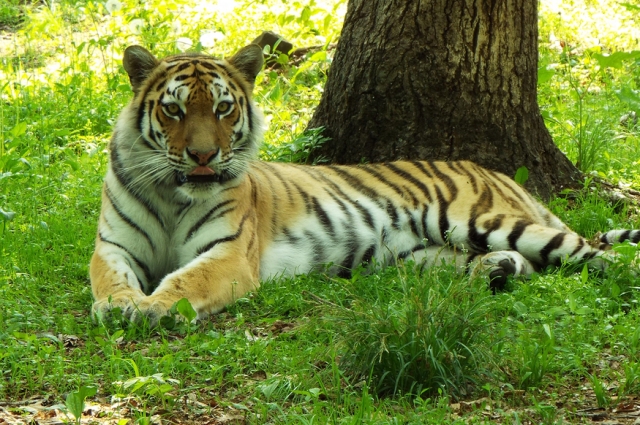 Тигрица тайга в 2017 году.