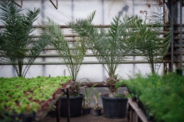 Пальмы в теплице на Ракитовке