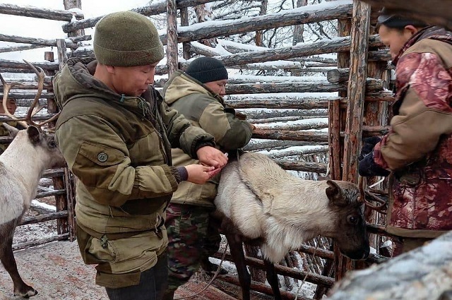 Детей нужно научить не только грамоте, но и искусству пасти оленей.
