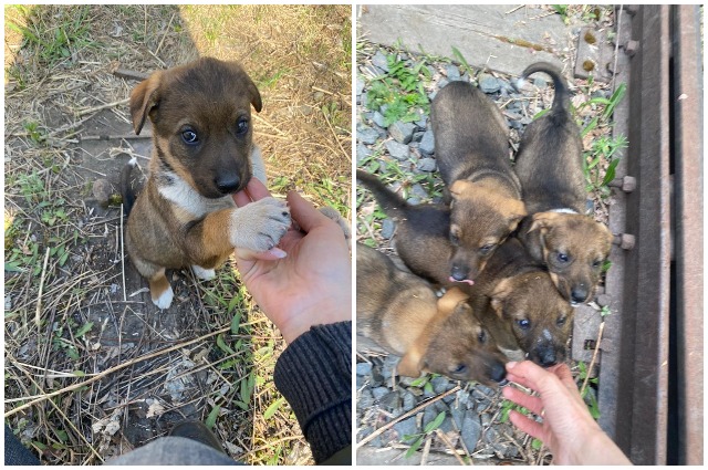 Инесса нашла под крышкой люки 9 крошечных щенят в апреле.