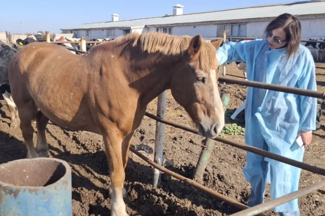 Конь Коровий Повелитель.