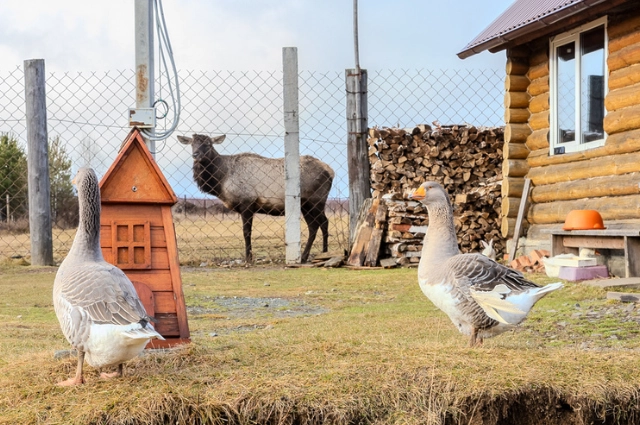 Кто проиграл – дрова колоть! Юные художники вдохновились историей Висима