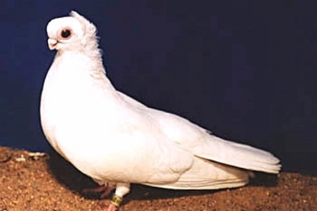 Орловский голубь.
