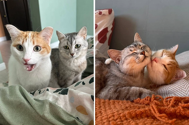 Кот Каир и кошка Аляска.