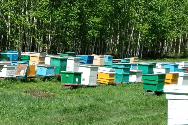 Пчелиная деревенька Андрея Хатеновича насчитывает 50 домиков-ульев.