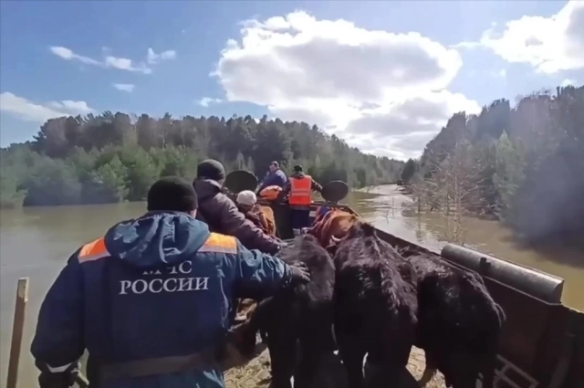 Переправка животных через реку.