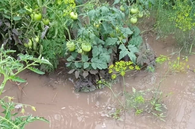 Урожай уплыл в прямом смысле.