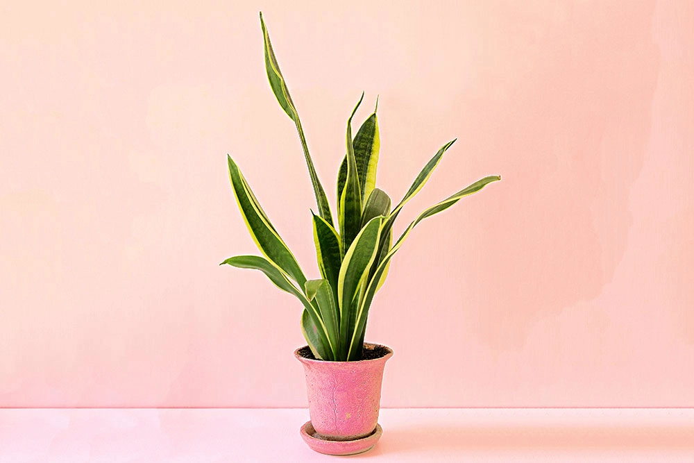 Сансевиерия.