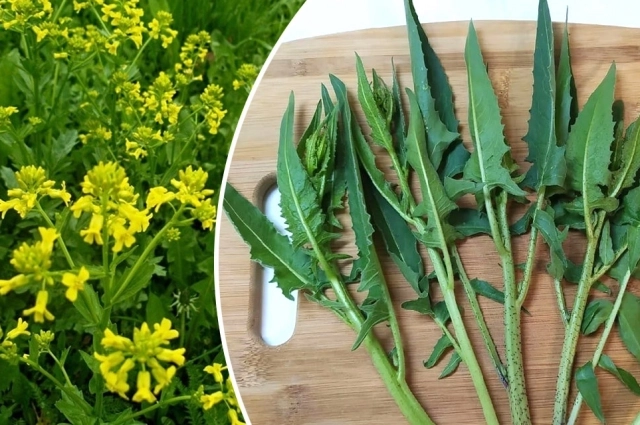 Свербига на вкус горьковата, но ее издревле кушают люди.