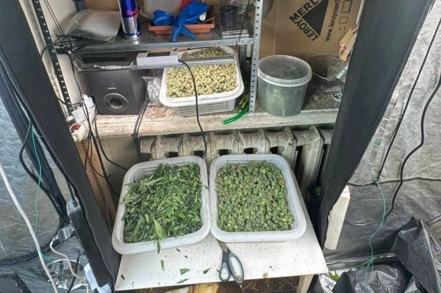 Урожай из наркотеплицы.