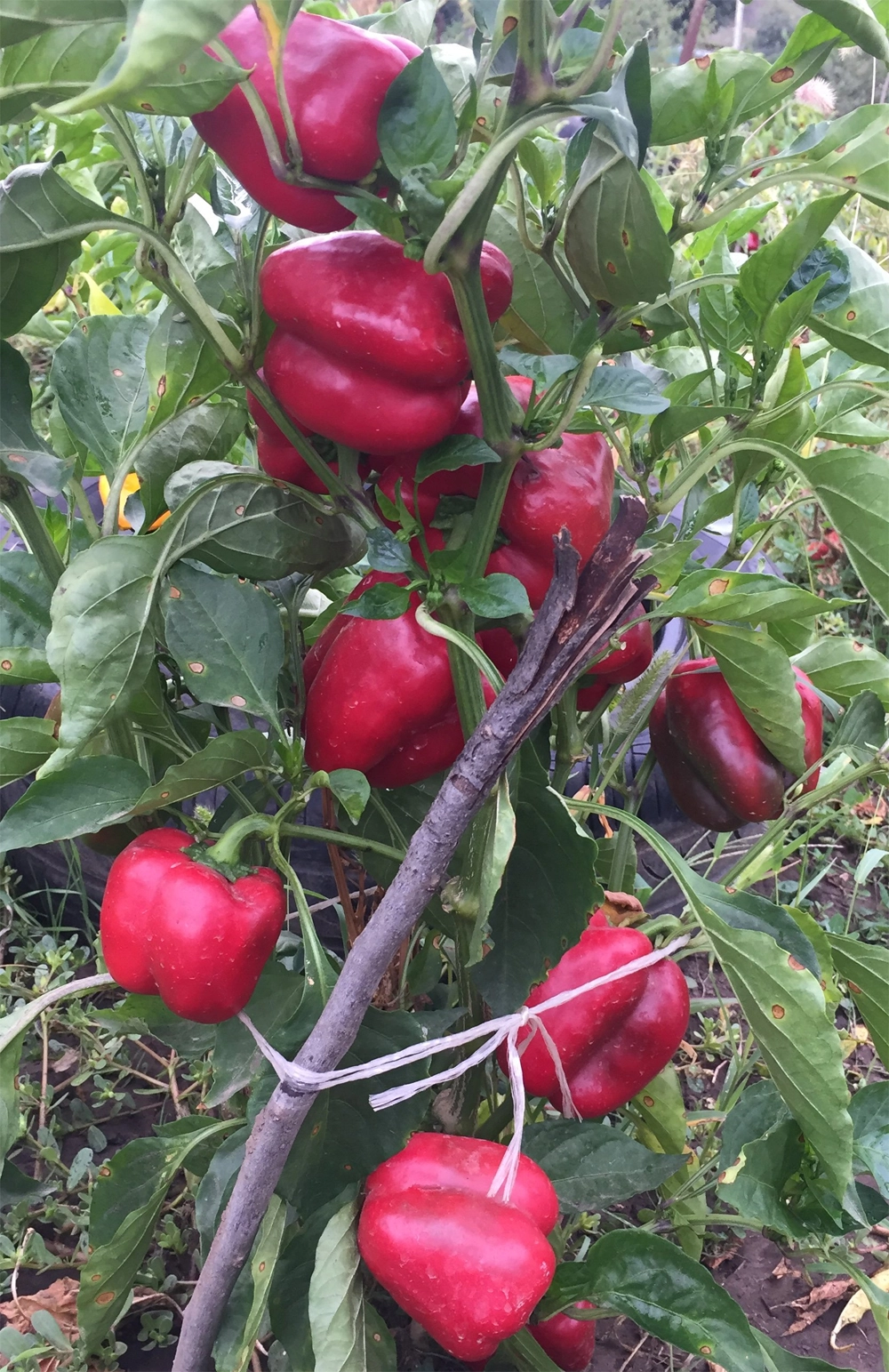 Рубиновое совершенство&nbsp;— крупноплодный сорт перца с&nbsp;насыщенной рубиново-красной окраской.