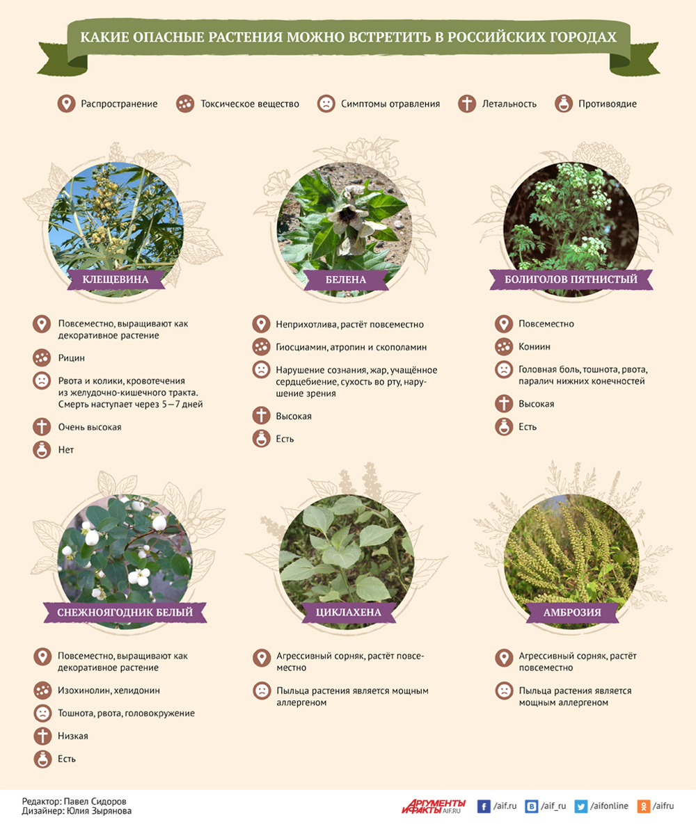 Ядовитые растения инфографика