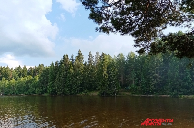 Женщина пошла в знакомый лес, но не заметила, как заблудилась.