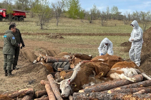 Заражённым оказалось целое стадо – 43 головы крупного рогатого скота.
