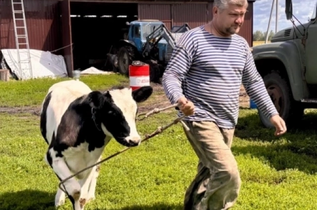 семья Дьячковых из села Чуево-Подгорное Уваровского округа благодаря соцконтракту приобрёла трёх бычков.