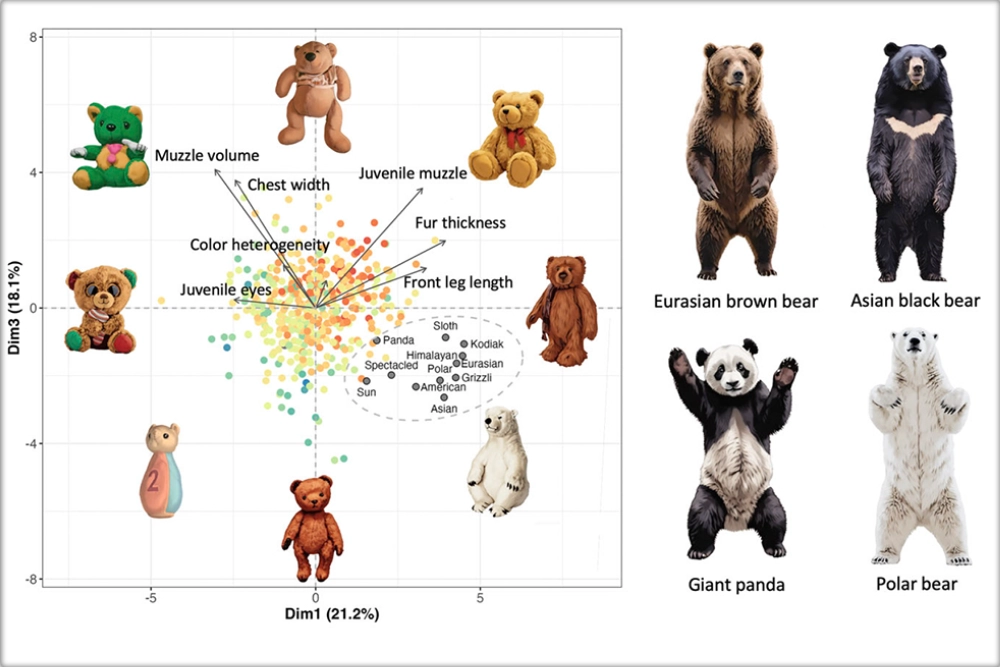 медведи, игрушки, исследование