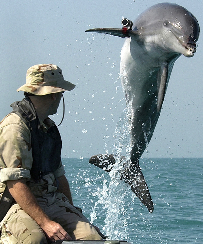 Боевой дельфин программы U.S. Navy Marine Mammal Program по кличке KDog, выполняет разминирование в Персидском заливе во время войны в Ираке.