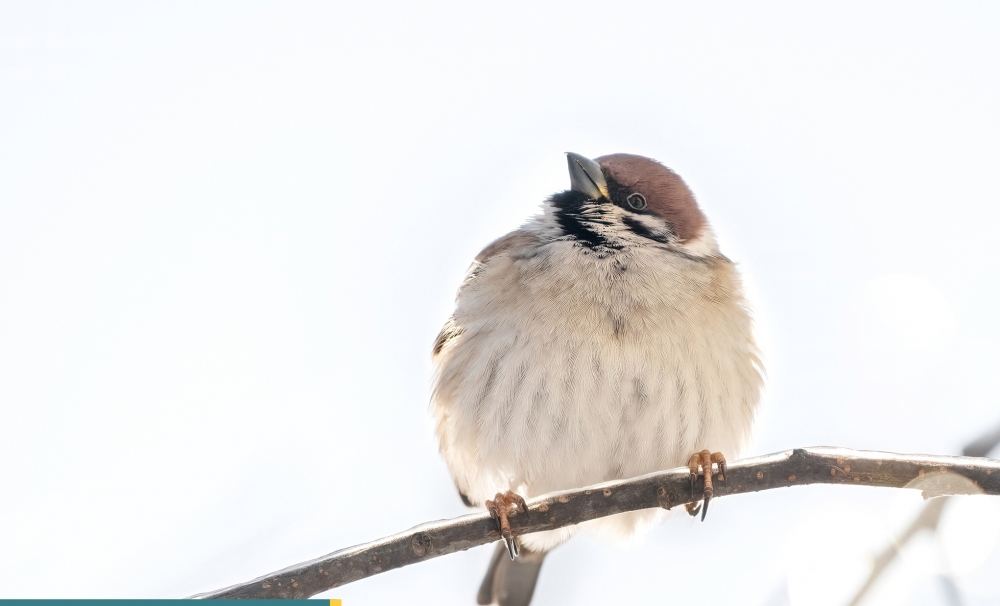 Незаметная птичка с коричневым оперением выполняет важную функцию в городской экосистеме.