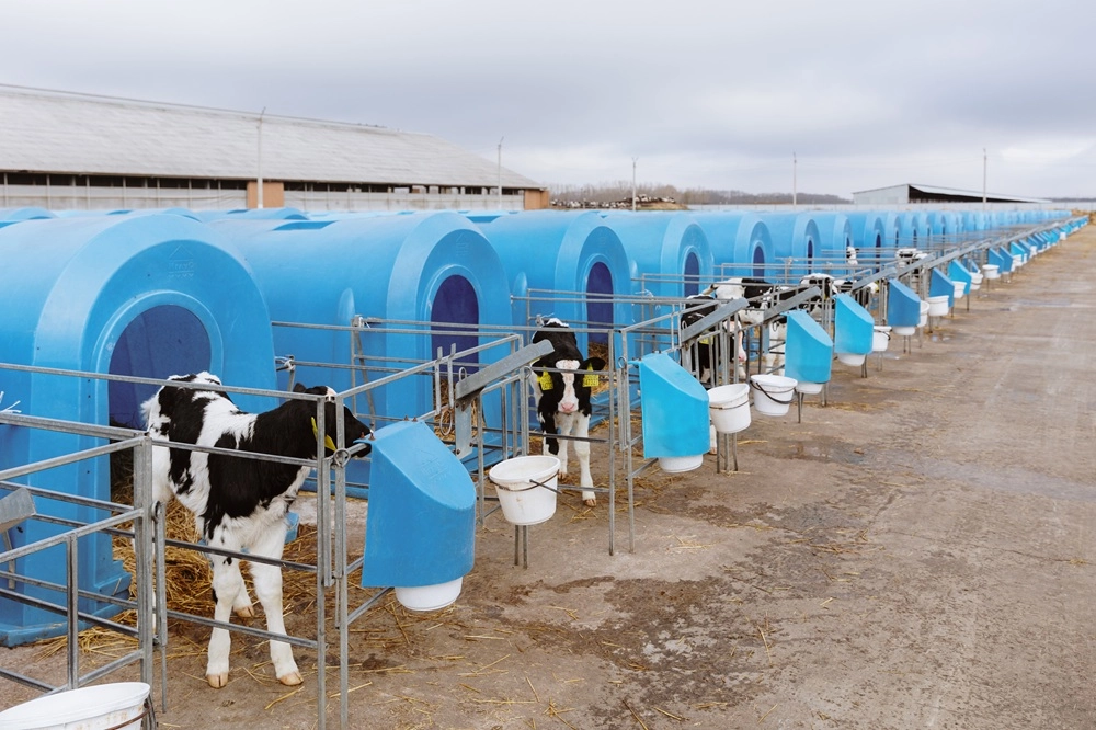 
 От прошлого к будущему. Молочная продукция набирает популярность    