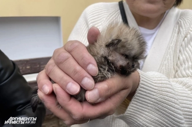 Валерия всю жизнь спасала животных, и даже на её похоронах нашлось место помощи братьям нашим меньшим.