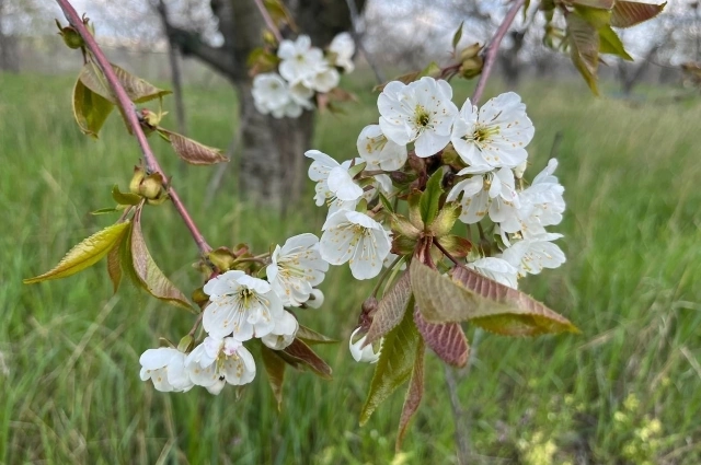 Косточковые деревья в Ростовской области цветут полным ходом.