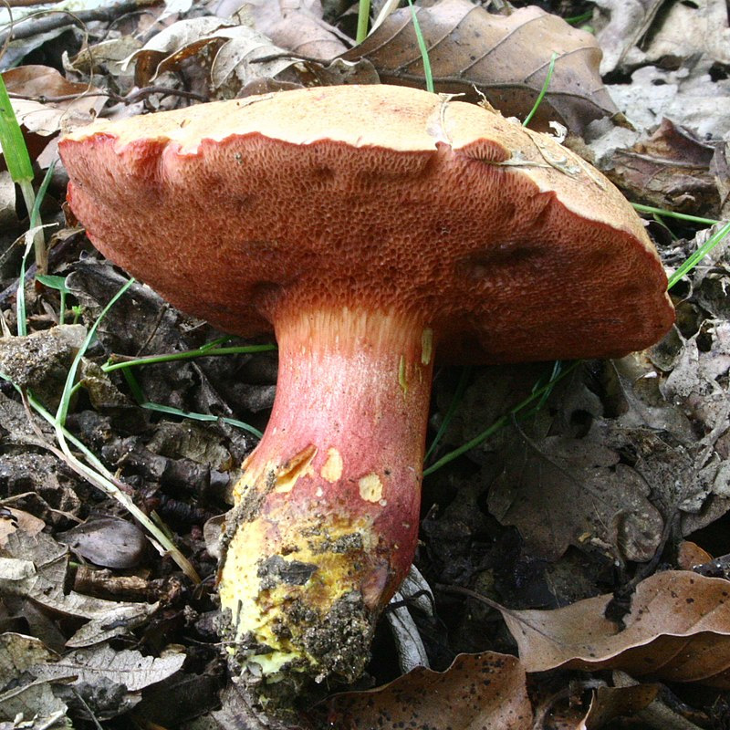 Перечный гриб рубиновый.