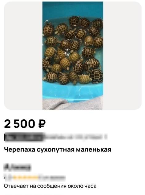 Малышей начали продавать.