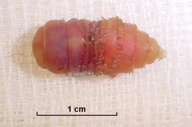 Стадия личинки вида Gasterophilus intestinalis