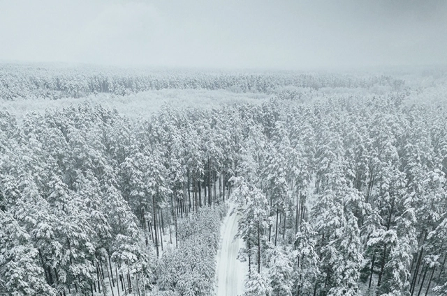 Лесу требуется защита от пожаров.