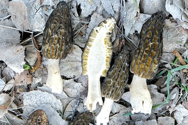 Сморчок конический.