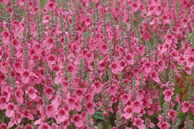 Diascia fetcaniensis 'Daydream'.