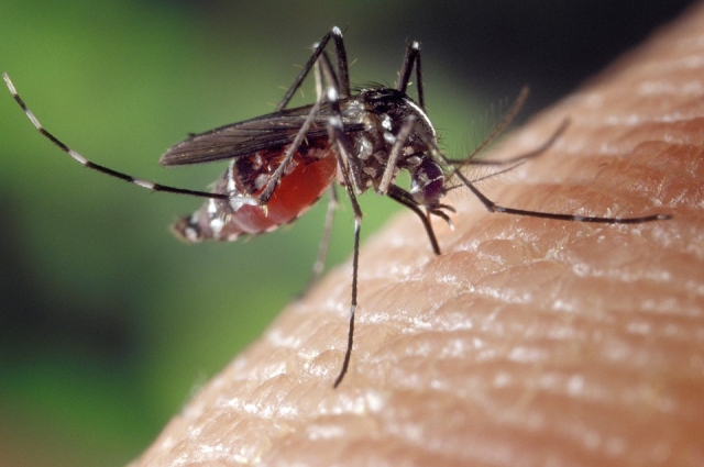 Комары в средних широтах не являются переносчиками малярии.